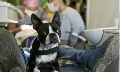 自闭症儿童缓解恐惧心理 靠治疗犬陪伴